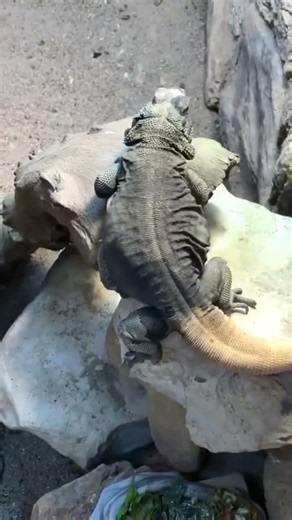 Nature's Funniest Dancer 🦎😂
