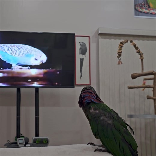 16K views · 1.1K reactions | Weatherby and I are watching an old episode of Johnny Carson with a talking parakeet. | Ginger's Parrot Rescue | Facebook