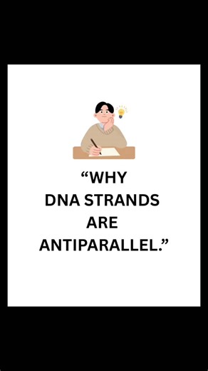 Biology Teacher on Instagram: "“Think of your 🧬DNA like a two lane highway. If both lanes go in the same direction, you get traffic jam. 🚘🚖That’s why DNA is antiparallel-it’s the only way for the enzymes to read the code without breaking down!#molecularbiology #genetics #neet2026 #ncertbiology"
