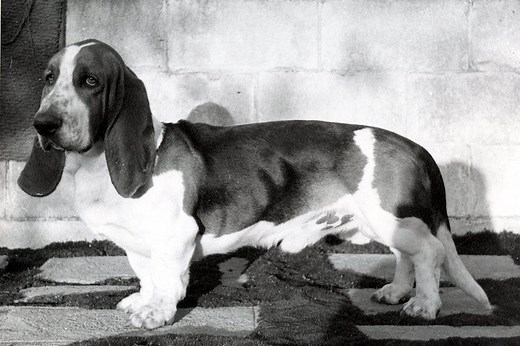 Basset Hound History: From Monastery Hound to Noble Clown