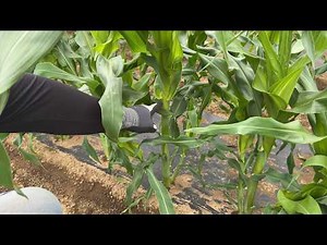Examples of failures in growing corn! How to reduce fertilizer and prevent pests! [Corn cultivati...