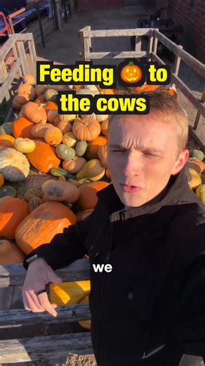 11K views · 177 reactions | Feeding leftover pumpkins to the cows! #cows #pumpkins #farmlife | Wills Family Farm | Facebook