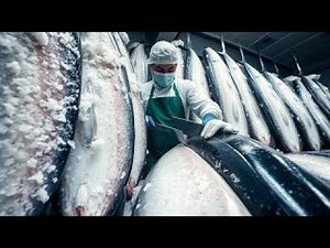 How I Process Fish in a Factory