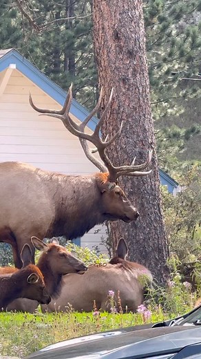 Apparently this lady was repeatedly getting close to the elk. Both the elk and the onlookers had enough with the bull getting ready to charge and the onlookers yelling at the lady to back off. #elk #bullelk #fblifestyle #estespark | Good Bull Outdoors