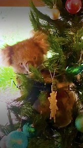 The Dodo on Instagram: "Wild koala showed up in a family's Christmas tree and did NOT want to leave🎄❤️️ (🐨: rescued by @1300koalaz)"