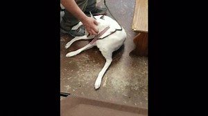 Kia making huge progress in less than 3 weeks | Out Of The Box Animal Rescue