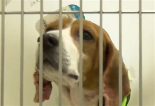 The Southwest Missouri Humane Society in Springfield seeks donations on Giving Tuesday