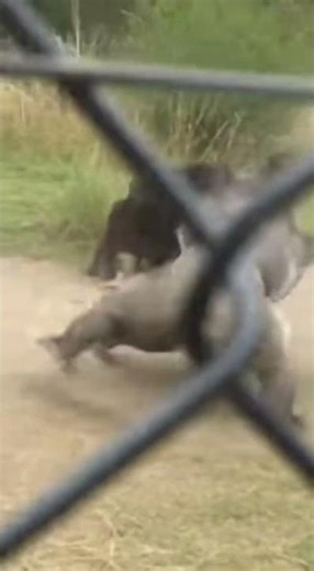 GORILLA vs. HYENA: Hero Silverback Fights to Save BABY! 🦍💥