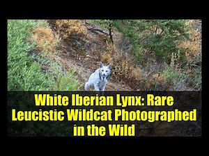 White Iberian Lynx: Rare Leucistic Wildcat Photographed in the Wild