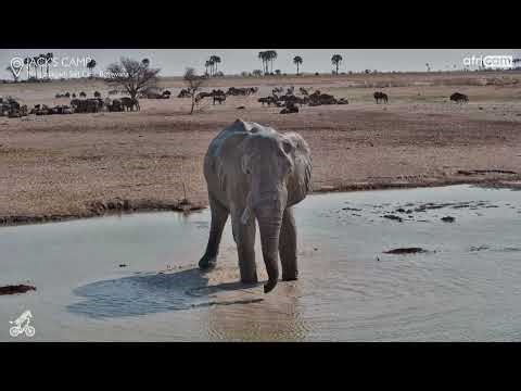 Cooling Off: Large Elephant Bull Arrives at Jack’s Camp