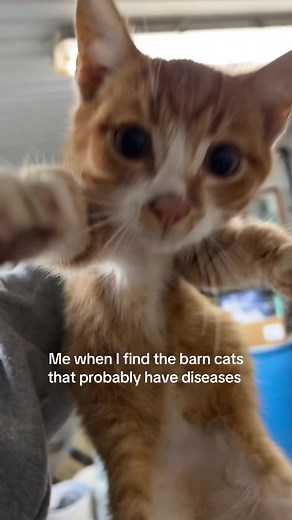 Adorable Barn Cat Moments: Cat Videos for Feline Lovers