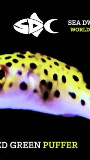 🐡🪸 IN STOCK NOW @ SDC! Go to “The Furnace” (WYSIWYG) @ SeaDwelling.com to see what you can get from your LFS! Tag your local fish store (LFS) and tell them what you want from SeaDwelling.com. Subscribe to SDC’s YouTube Channel https://youtube.com/@seadwellingcreatures310 https://tinyurl.com/SDC-Links Looking 👀 for a retailer that offers our live stock? Contact support@seadwelling.com SeaDwelling.com Please like on 👍🏻 YouTube 👍🏻 Facebook and 👍🏻 Instagram http://www.facebook.com/seadwelli