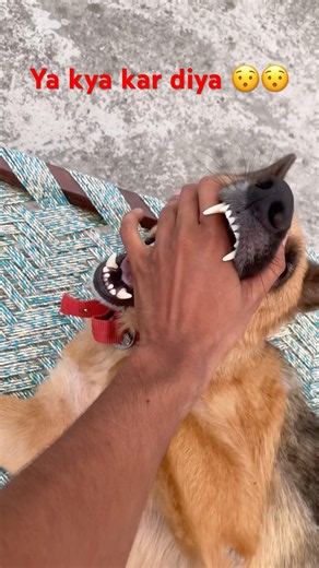Ya Pluto na kya kar diya 😯 | #pluto #shortvideo #traning #dogattack #streetdog