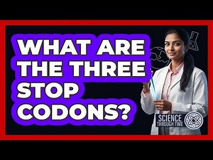 What Are the Three Stop Codons?