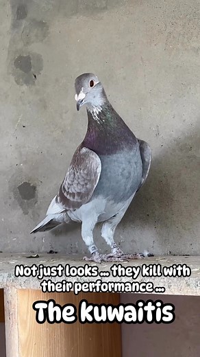 The great kuwaitis | AHMED Wali's Pigeons Loft