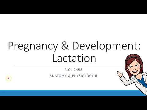 Pregnancy & Development: Lactation