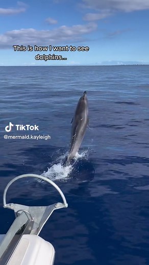 Wild and Free Dolphins in the Ocean | Hawaii 4K Clip