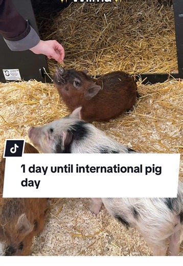Meet Wilma: The Smartest Show Pig on the Farm