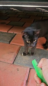 587K views · 8K reactions | Don't do this to your cat  comb sound makes cat 冷 #funnycat #reelschallenge | Linu Shajan | Facebook