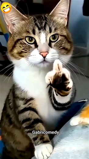 Cat… You Text So Well! 😹🐱📱 #cat #catvideos #funny #youtubeshorts #shorts #comedy