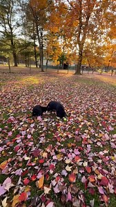 6.3K views · 333 reactions | Fall evenings  | Fairfax Pines Labrador Retrievers | Facebook