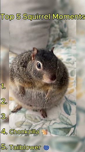 Top 5 Funniest Squirrel Moments Ever! 🐿️😂