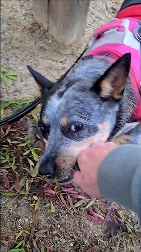 Cattle Dog: The Stick-Obsessed Genius