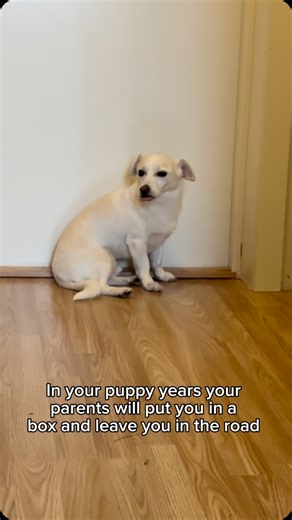 Elko didn’t have the best start to life, but we do everything we can do give him the best rest of his life ♥️♥️🥹 Follow @awayonearth to watch Elko become the worlds most travelled dog Rescue dog Travel with pets Fly with your dog Hope core | Elko The Travel Dog