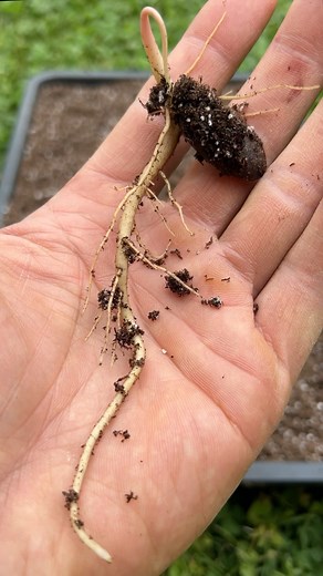 Growing Pawpaws From Seeds - Part 3: Potting Up