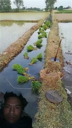 Dhan ko biu khet ma puraune sajilo tarika #jugaad #tecnology #natural #river #ricepeddy #organic