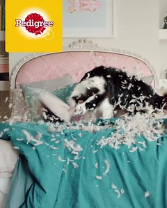1.3K reactions · 322 shares | Sit. Smile. Selfie! Teach your dog to selfie with Pedigree SelfieSTIX – Available at participating retailers while stocks last. | Pedigree UK | Facebook