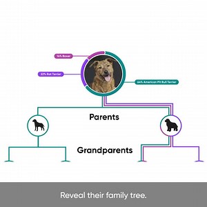 28K views · 160 reactions | Use code HOWLDAY50 for $50 off a Breed + Health Kit or code FROSTY14 for $14 off a Breed ID Kit. | Embark Vet | Facebook