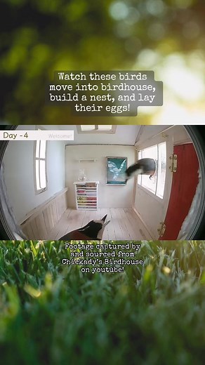 the interior design was not their style at first🤭we love a suburban bird family🪺footage captured by and sourced from Chickady’s Birdhouse #birds #birdhouse #birdfeeder #birdnest #domestic #wholesome #springtime #spring #slaughterbeachdog #trailcam #hopecore #birdwatching #birding #miniatures #corecore