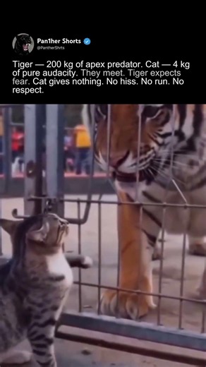 Tiger Meets Cat — 200kg Predator vs 4kg Audacity. Cat Gives Nothing. No Fear. No Respect.
