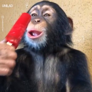 439K views · 5.6K reactions | This rescue chimp loves his popsicle! ❤️ Zoological Wildlife Foundation | UNILAD | Facebook