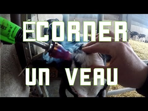Ecorner un veau