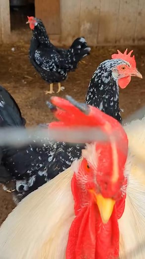 Preventing Frostbite On These Roosters!! #roosters #bigfeathersfarm #roostersoftiktok | BIG Feathers Farm
