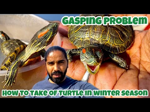 how to take care of turtle in winter | red eared slider turtle winter care | turtlecare guide #vlog