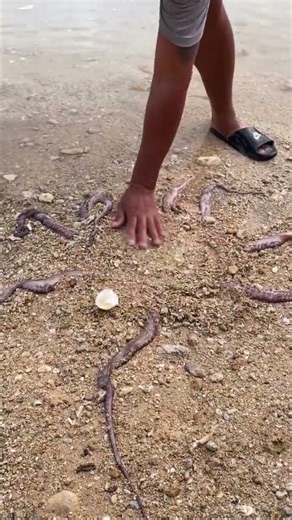 🐙 Hidden Octopus Trap in Shallow Water 😱 Amazing Sea Creature Discovery #Shorts