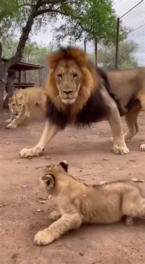 🦁 Lion Hits the Cub — Lioness Steps Forward in Defense #lion #trending #viral