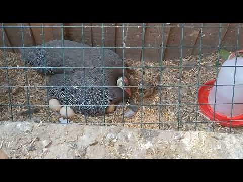 How long does it take for a guinea to hatch her eggs... this is crazy!!! answer in description