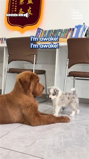 85K views · 959 reactions | typical dad behavior 藍 #Puppy #Dog #DogLovers #Memes | The Pet Collective | Facebook