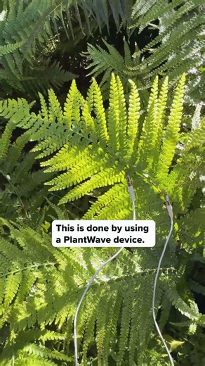 In a garden, we recorded the bioelectric signals of a fern and translated them into music using