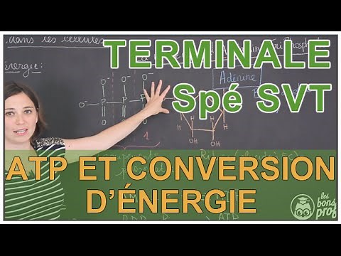 ATP and energy conversion in cells - Special SVT - Terminale - Les Bons Profs