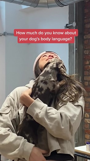 Understanding Dog Behavior: Why do Dogs Kiss Humans?