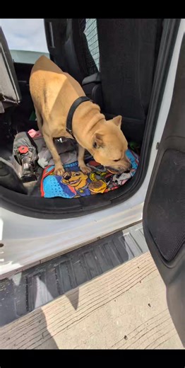 Pinal County Animal Care and Control on Reels