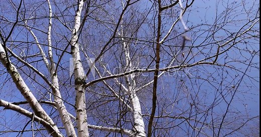 Birch tree branches in the park in spring sunny weather, old tall birches in the park in spring