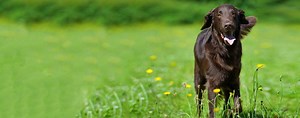 Flat-Coated Retriever | Dog Breed Facts and Information - Wag! Dog Walking