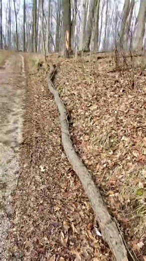 Two tracking Amazon’s EV van…