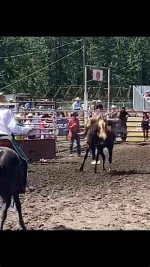 24K views · 249 reactions | "Sneak Preview" CMBH Bucking Horse Sale Nov 1. #11 Blue Eyed Fire owned by Buck Peters Pro Rodeo Horses. 4 yr old mare, Blue Eyes bred / Diamond G stud) has had trips in the BB and SB. Currently 4th in the CMBH SB/BB Proven Horse Division Standings going into the Finals and Sale. Buck her or add her to your broodmare pen. #1futurityassoc #futurityoffortunesssale #cmbhbucksmore @topfans | Canadian Made Bucking Horses | Facebook
